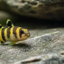Bumblebee Goby, photo 11