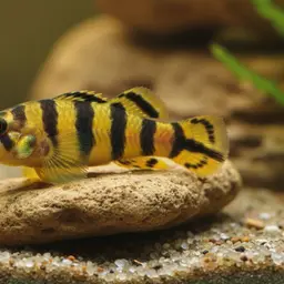 Bumblebee Fish