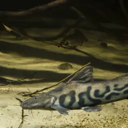 Zebra Catfish, photo 2