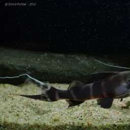 Zebra Catfish, photo 3