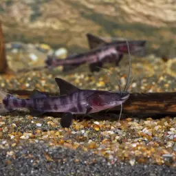 Zebra Catfish, photo 4