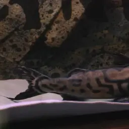 Zebra Catfish, photo 5