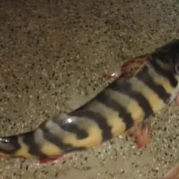 Zebra Catfish, photo 7