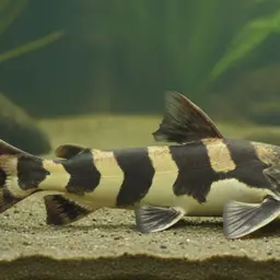 Zebra Catfish, photo 1