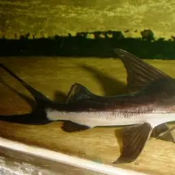 Slobbering Catfish
