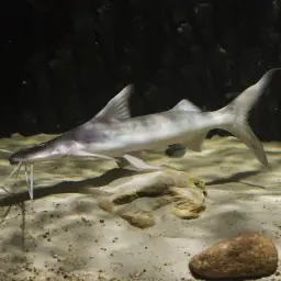 Slobbering Catfish, photo 2