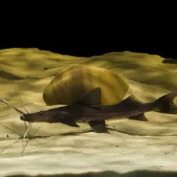 Slobbering Catfish, photo 3