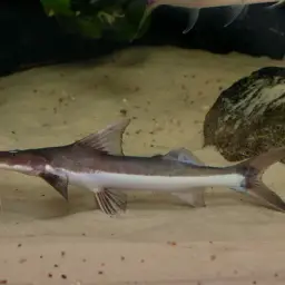 Slobbering Catfish, photo 4