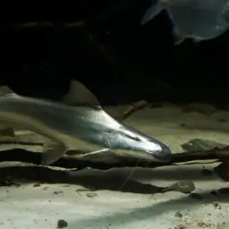 Gilded Catfish, photo 1