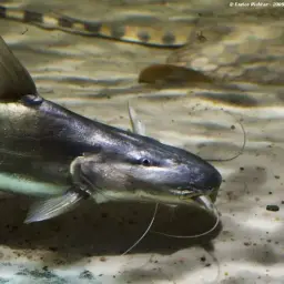 Gilded Catfish, photo 2