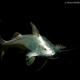Gilded Catfish, photo 3