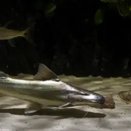 Gilded Catfish, photo 4