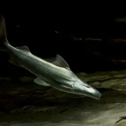 Gilded Catfish, photo 5