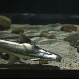 Gilded Catfish, photo 6