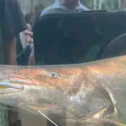 Gilded Catfish, photo 7