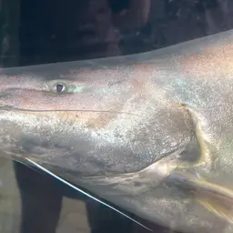 Gilded Catfish, photo 8