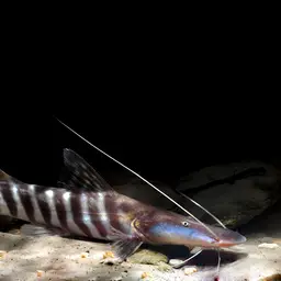 Tigerstriped Catfish, photo 1
