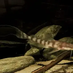 Tigerstriped Catfish, photo 2