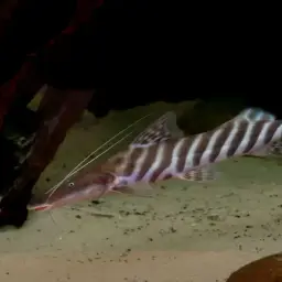 Tigerstriped Catfish, photo 4