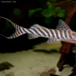 Tigerstriped Catfish, photo 5