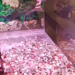 Tigerstriped Catfish, photo 7