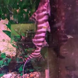 Tigerstriped Catfish, photo 9