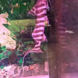 Tigerstriped Catfish, photo 10