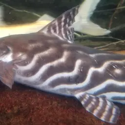 Tigerstriped Catfish, photo 11