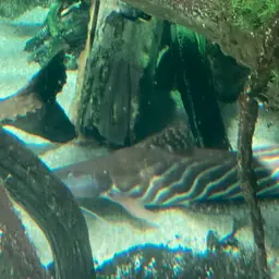 Tigerstriped Catfish, photo 12