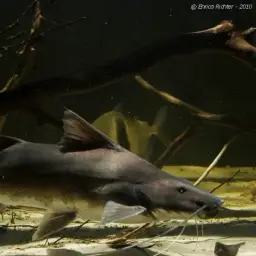 Laulao Catfish, photo 2
