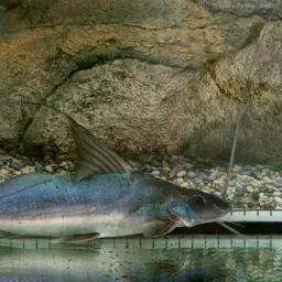 Laulao Catfish, photo 3