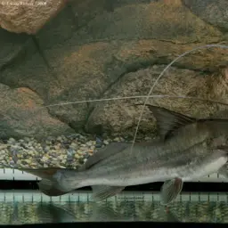 Laulao Catfish, photo 4