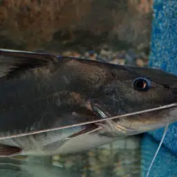Laulao Catfish, photo 5