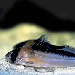 Adolfoi's Catfish