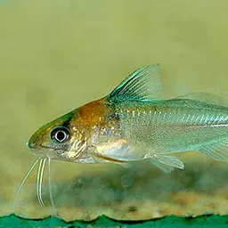 Adolfoi's Catfish, photo 2