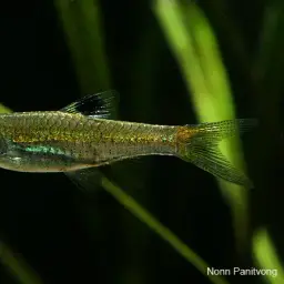 Emerald-eyed Rasbora