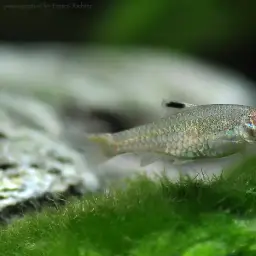 Emerald-eyed Rasbora, photo 2