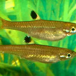 Emerald-eyed Rasbora, photo 3