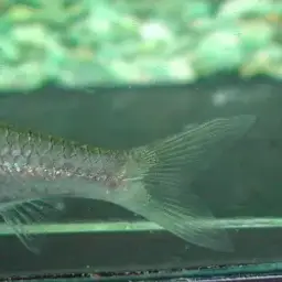 Emerald-eyed Rasbora, photo 4