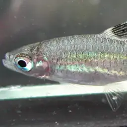 Emerald-eyed Rasbora, photo 5