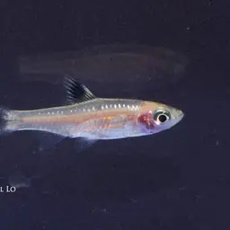 Emerald-eyed Rasbora, photo 6