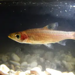 Emerald-eyed Rasbora, photo 11
