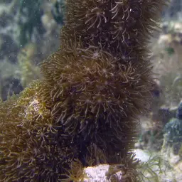 Corky Sea Finger