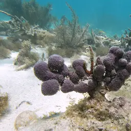 Corky Sea Finger, photo 2