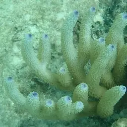 Corky Sea Finger, photo 3