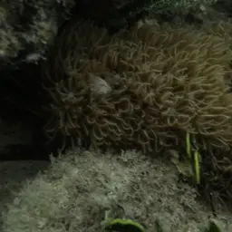 Corky Sea Finger, photo 4