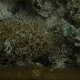 Corky Sea Finger, photo 5