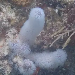 Corky Sea Finger, photo 6