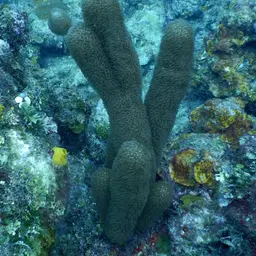 Corky Sea Finger, photo 7