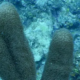 Corky Sea Finger, photo 8